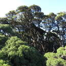 Image of Leptospermum wooroonooran F. M. Bailey