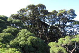 Image of Leptospermum wooroonooran F. M. Bailey