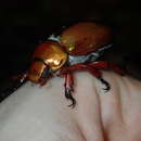 Image of King Beetle