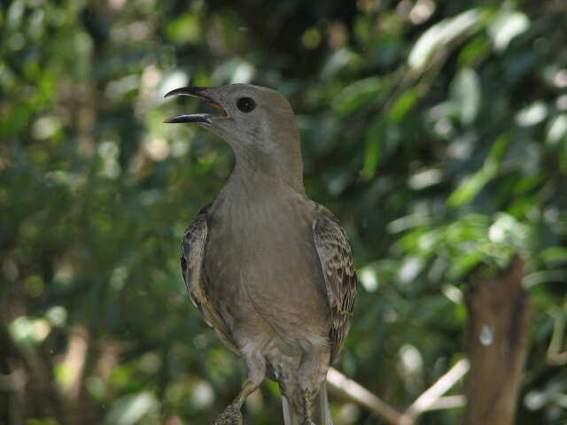 Image of Great Bowerbird