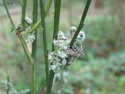 Image of Gall mite