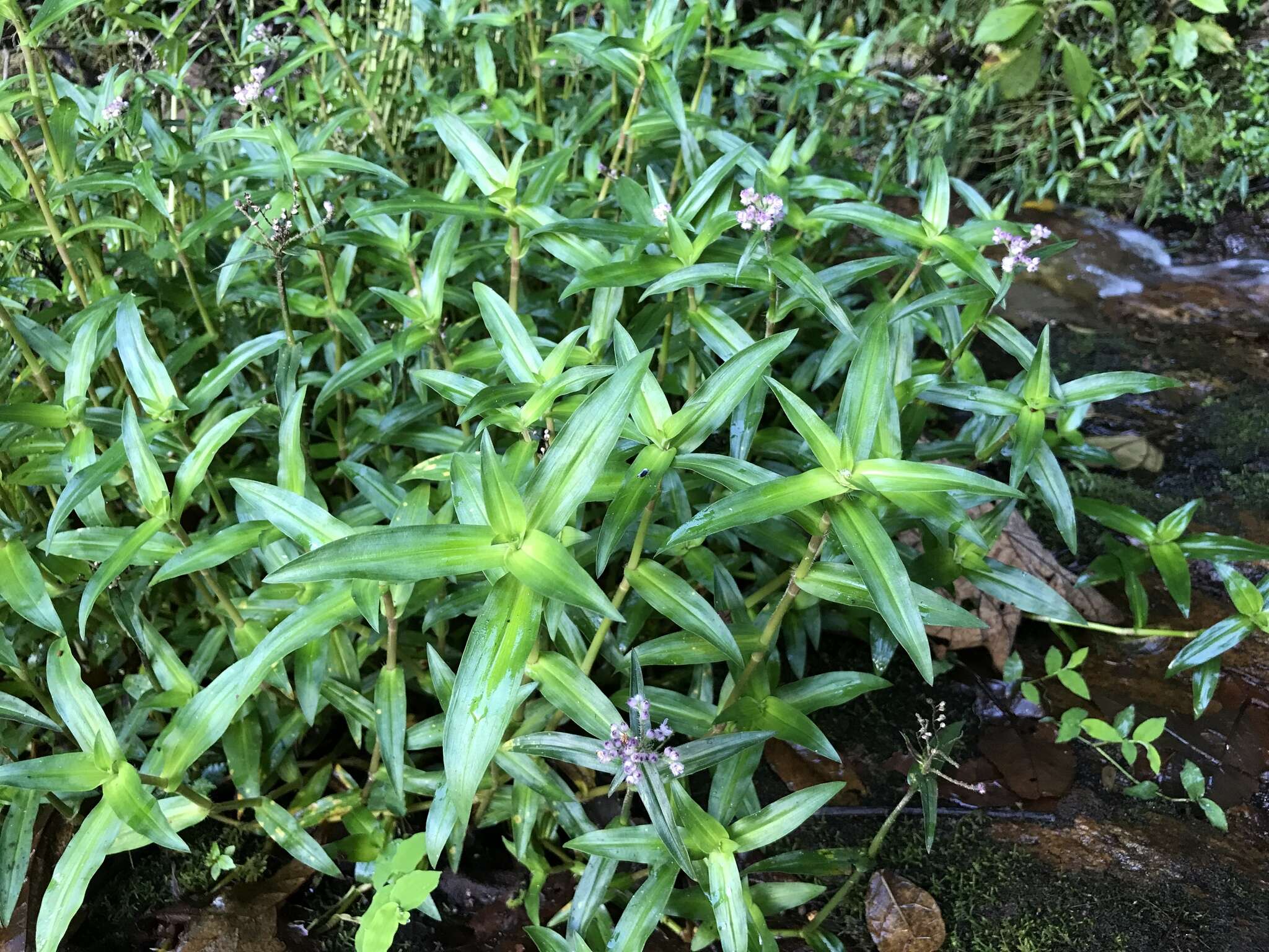 Sivun Floscopa glomerata (Willd. ex Schult. & Schult. fil.) Hassk. kuva