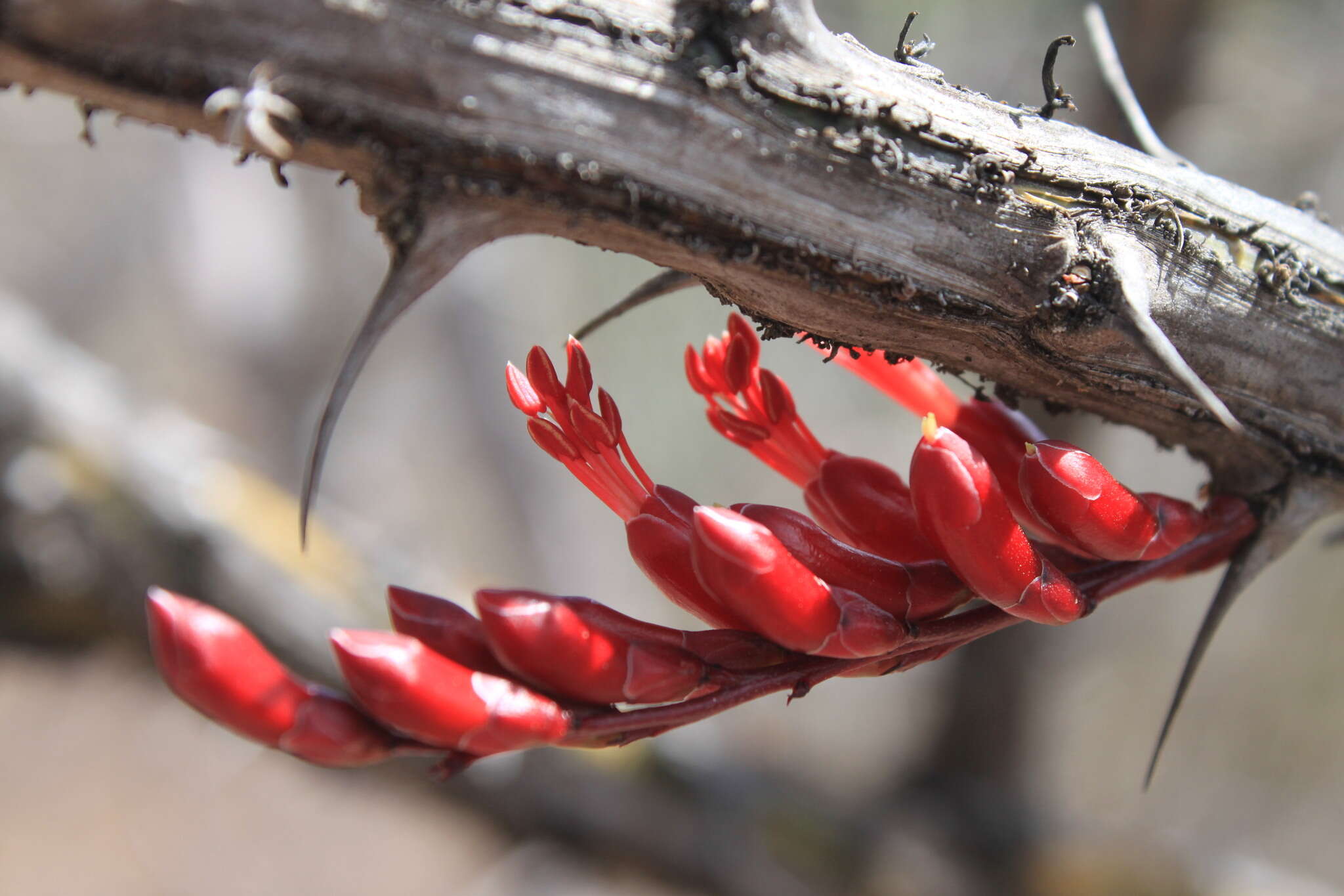 Image of Fouquieria ochoterenae Miranda