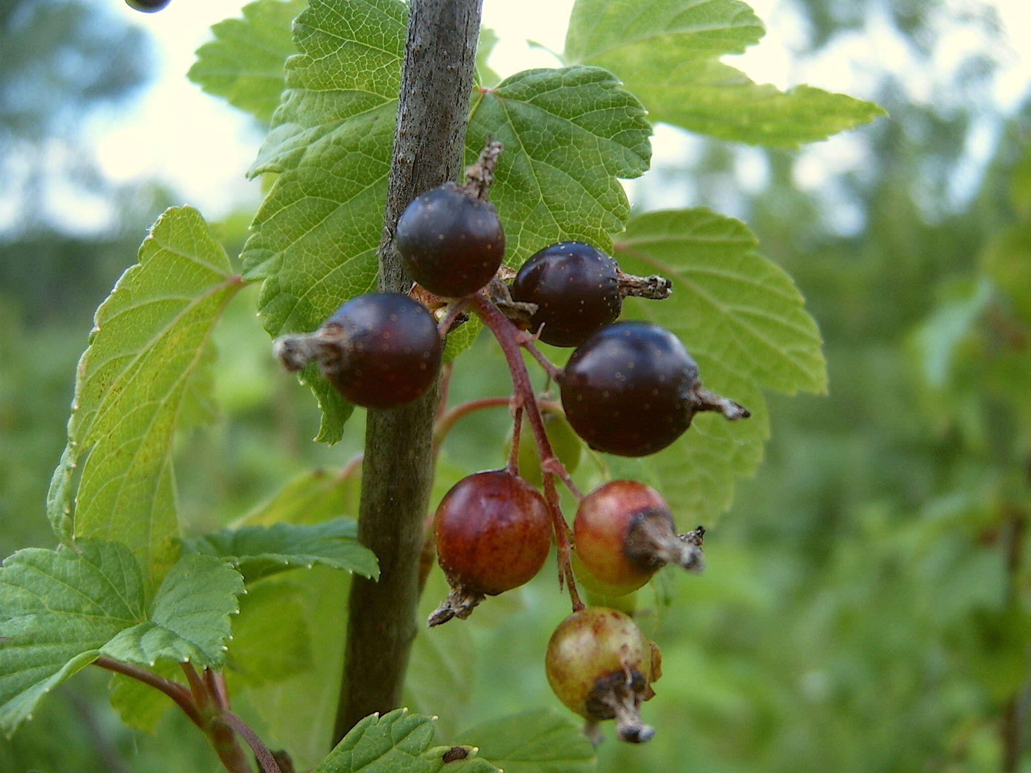 Image of Black Currant