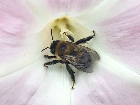 Plancia ëd Anthophora bomboides Kirby 1837