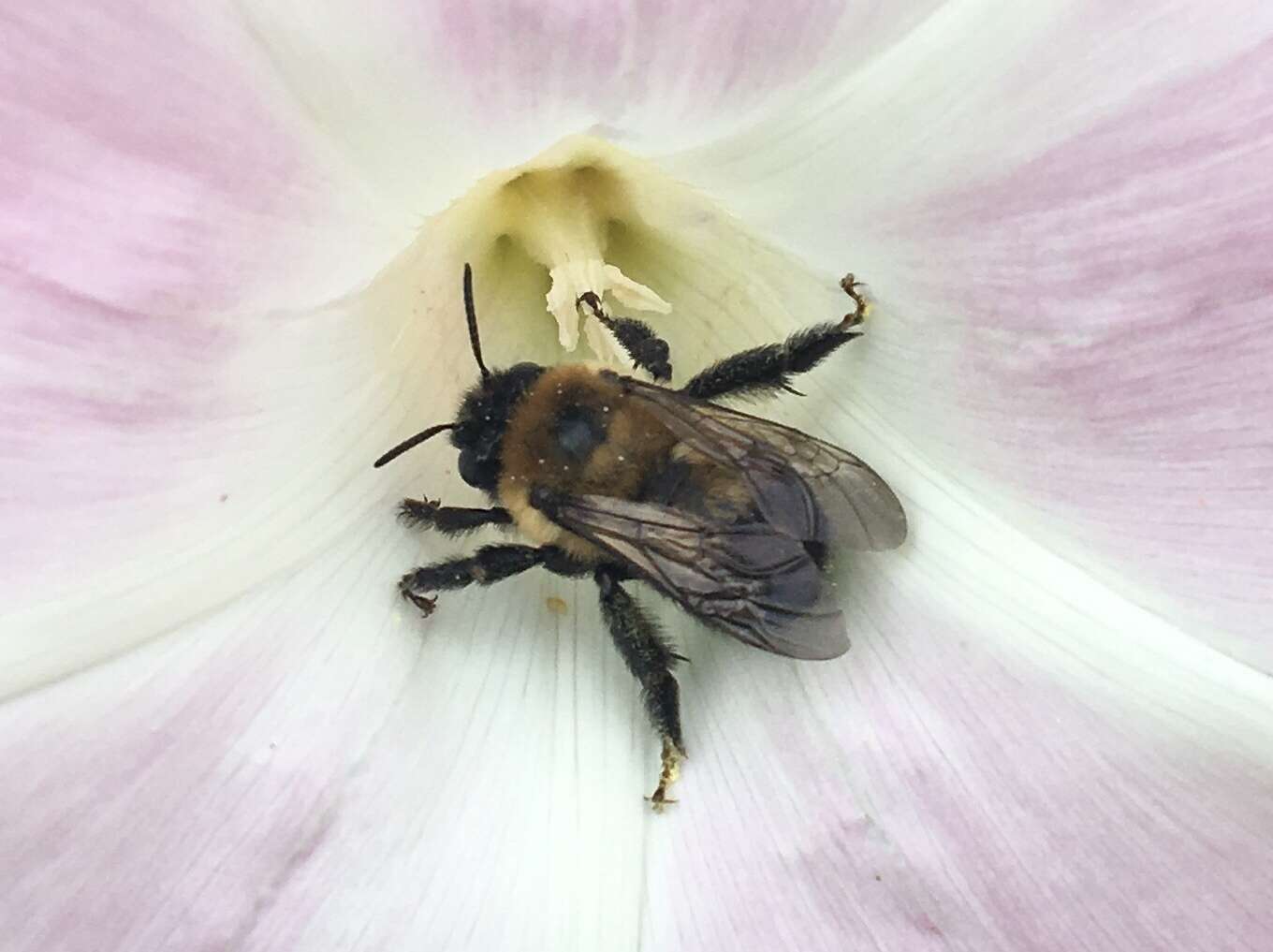 Image of Bumble-bee-mimic Anthophora