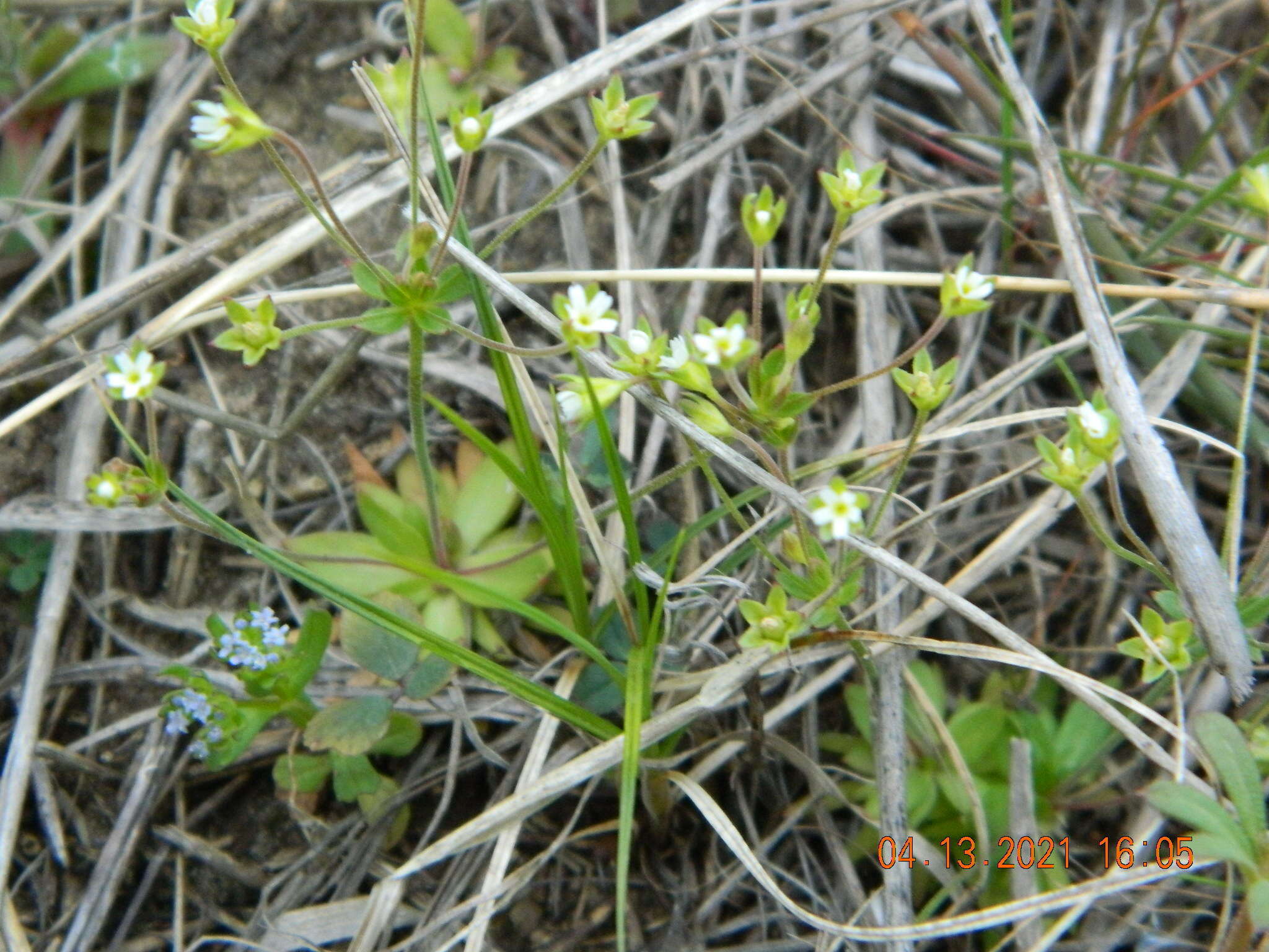 صورة Androsace elongata L.