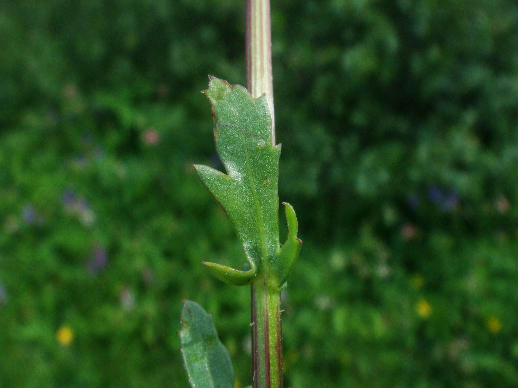Слика од Leucanthemum atratum (L.) DC.