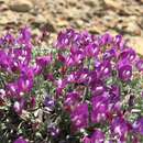 Astragalus spatulatus Sheldon resmi