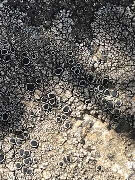 Image of rim lichen