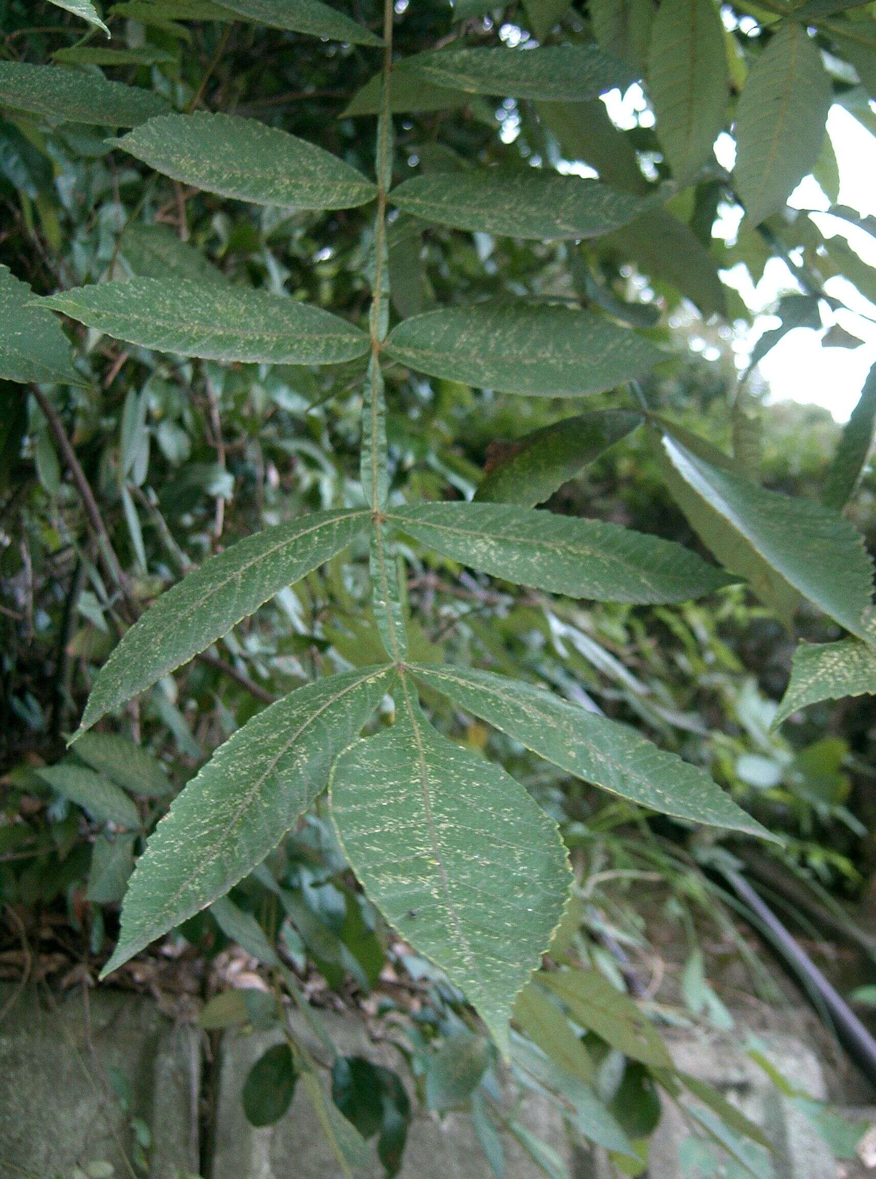 Sivun Rhus chinensis Mill. kuva