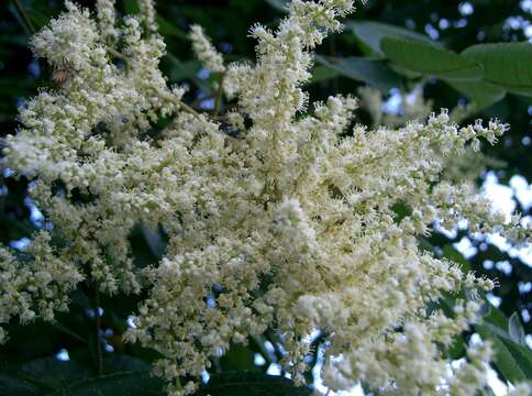 Image of Chinese sumac