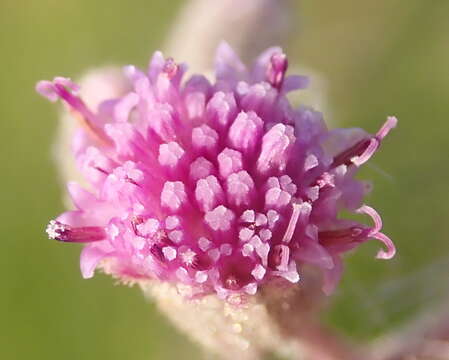 Plancia ëd Senecio purpureus L.