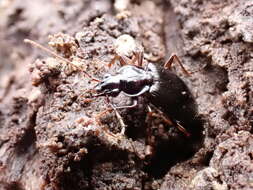 Image of Platynus (Batenus) cincticollis (Say 1823)