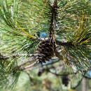Plancia ëd Pinus arizonica var. cooperi (C. E. Blanco) Farjon
