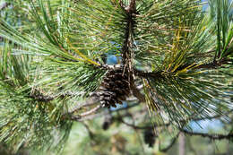 Image of Cooper's pine