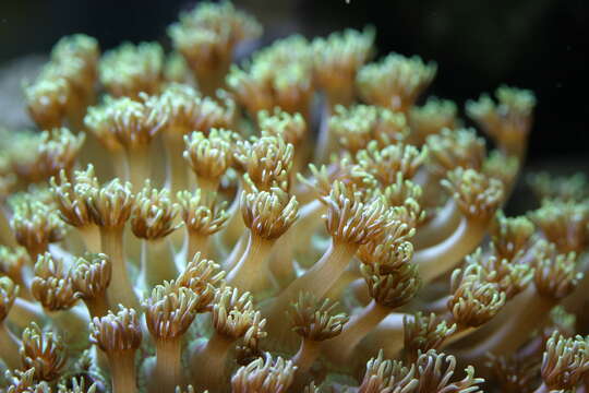 Image of Flowerpot corals