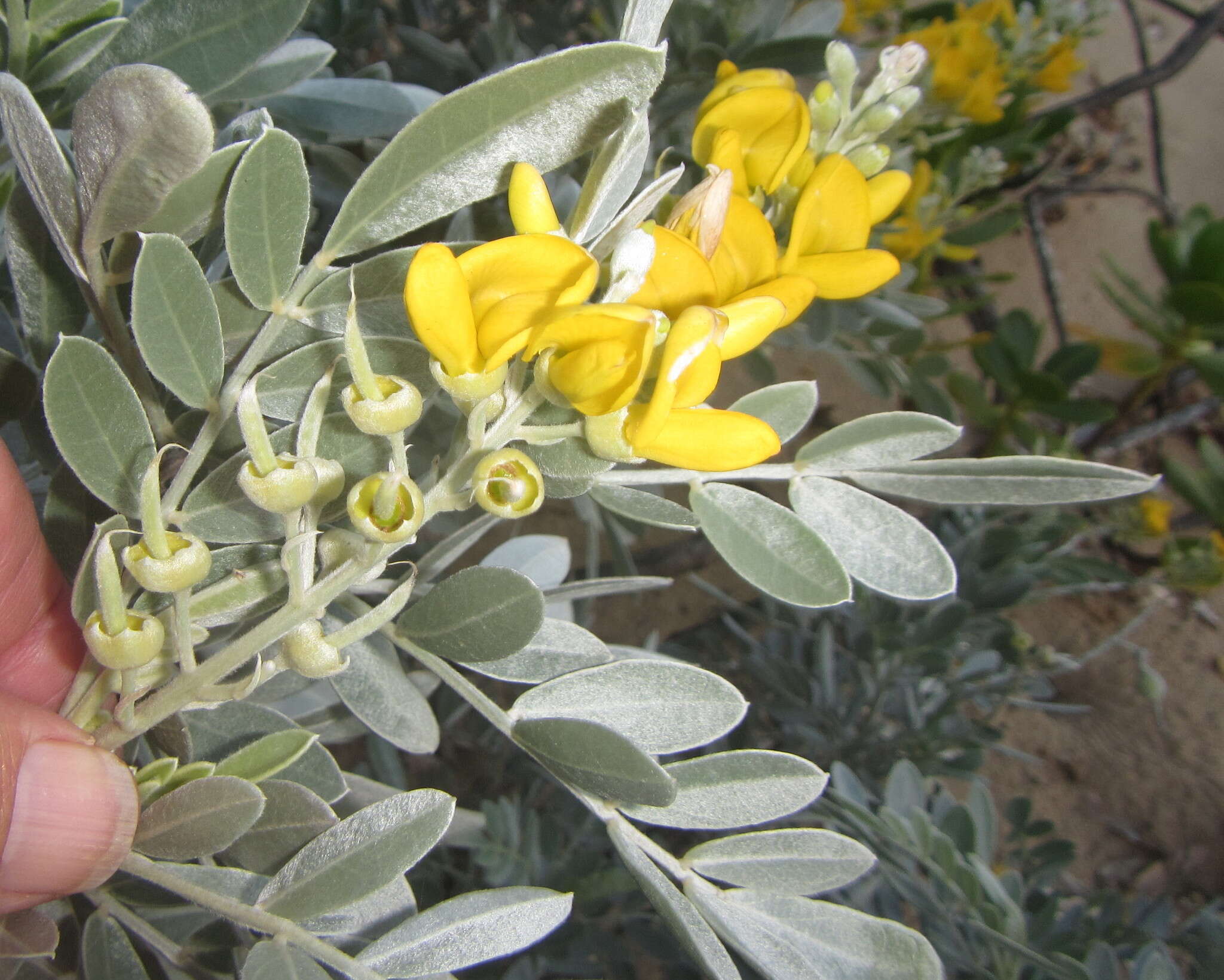 Слика од Sophora inhambanensis Klotzsch