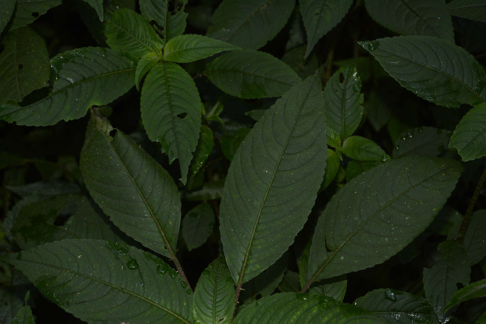 Image of Impatiens maculata Wight