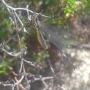 Image of Spoon-winged lacewing