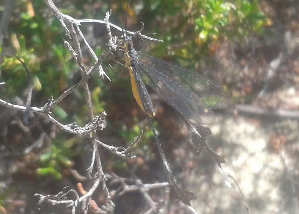 Image of Spoon-winged lacewing