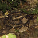 Image of Central American bushmaster