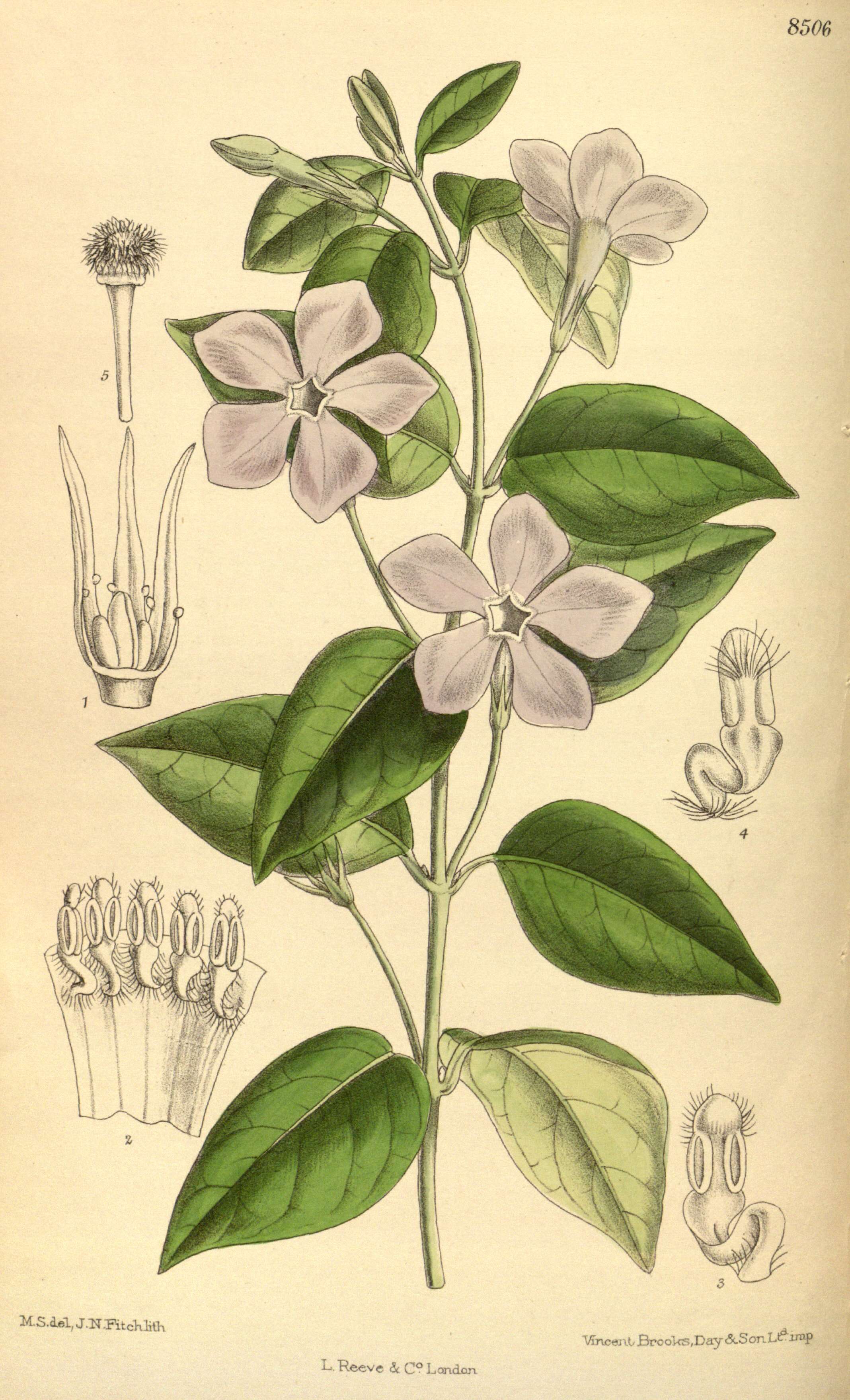 Image of Intermediate Periwinkle