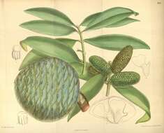 Image of Fijian Kauri Pine