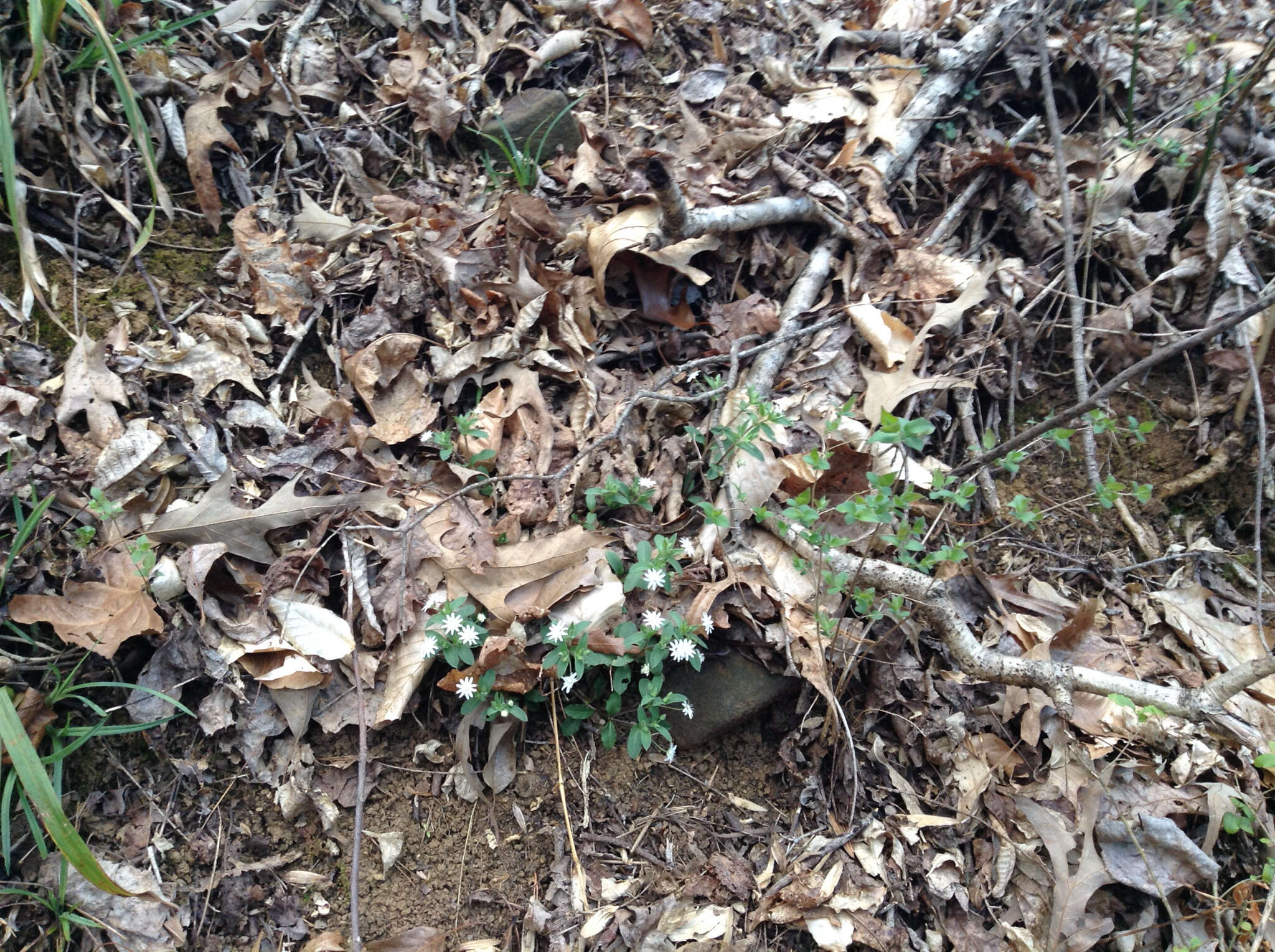 Image of star chickweed