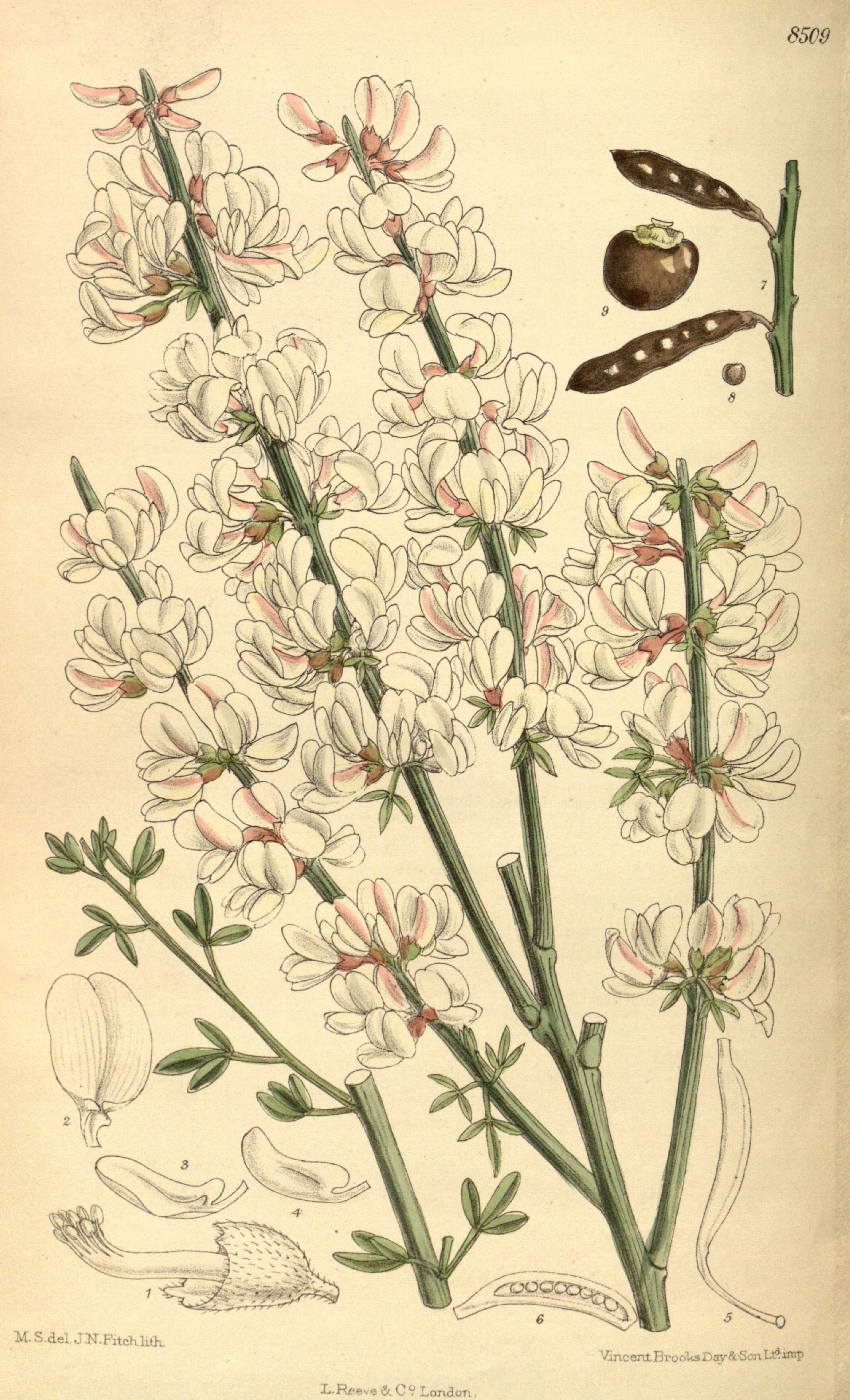 Image de Cytisus supranubius (L. fil.) Kuntze