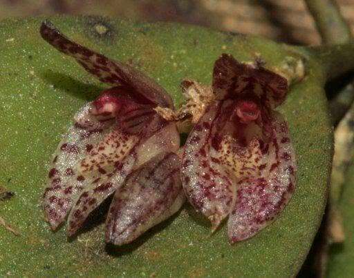 Image of Acianthera rostellata (Barb. Rodr.) Luer