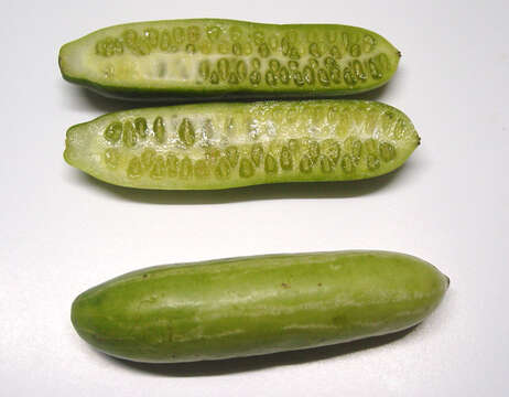 Image of ivy gourd