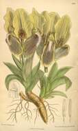 Image of Iris suaveolens Boiss. & Reut.