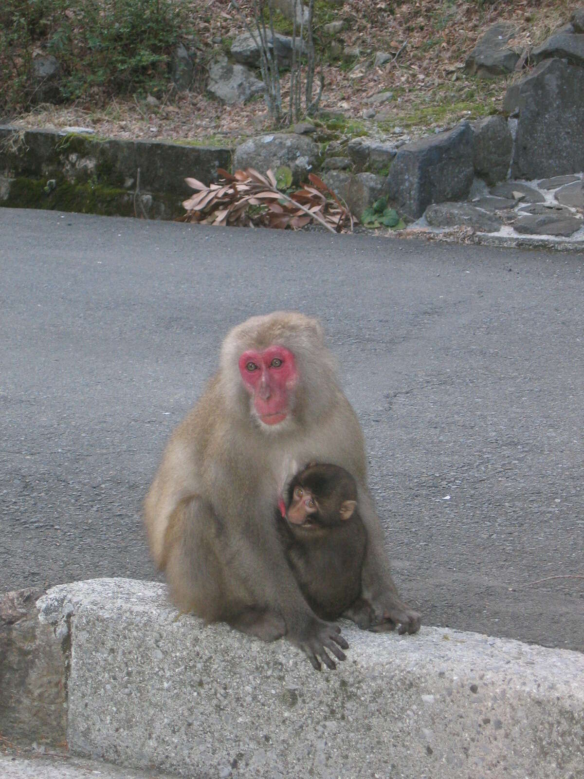 Image of Japanese Macaque