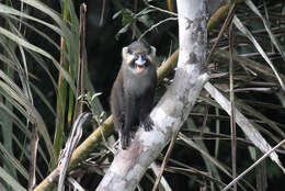 Image of Moustached Guenon