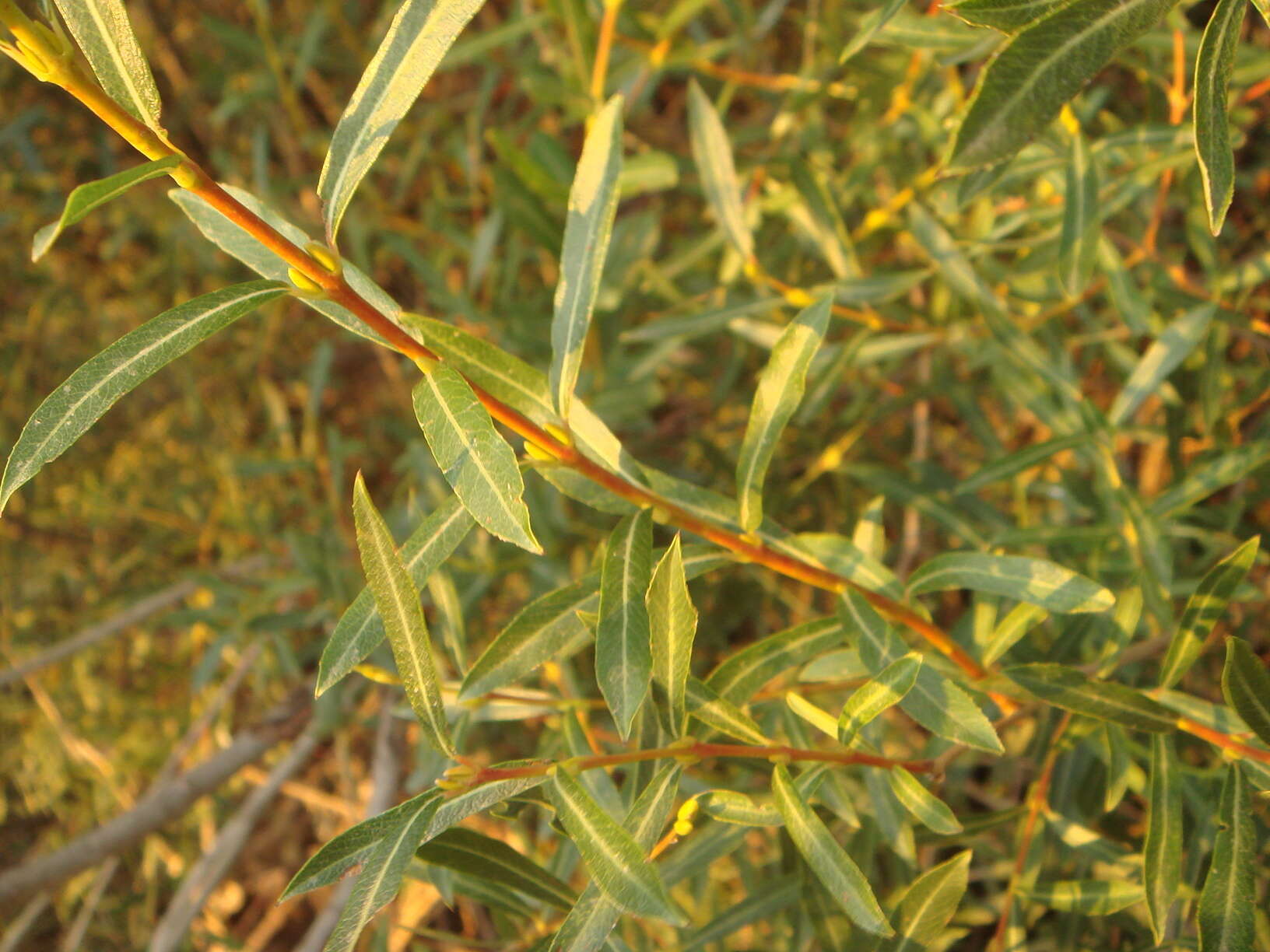 Imagem de Salix purpurea L.