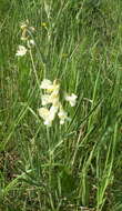 Image of Lathyrus pannonicus subsp. collinus (J. Ortmann) Soo