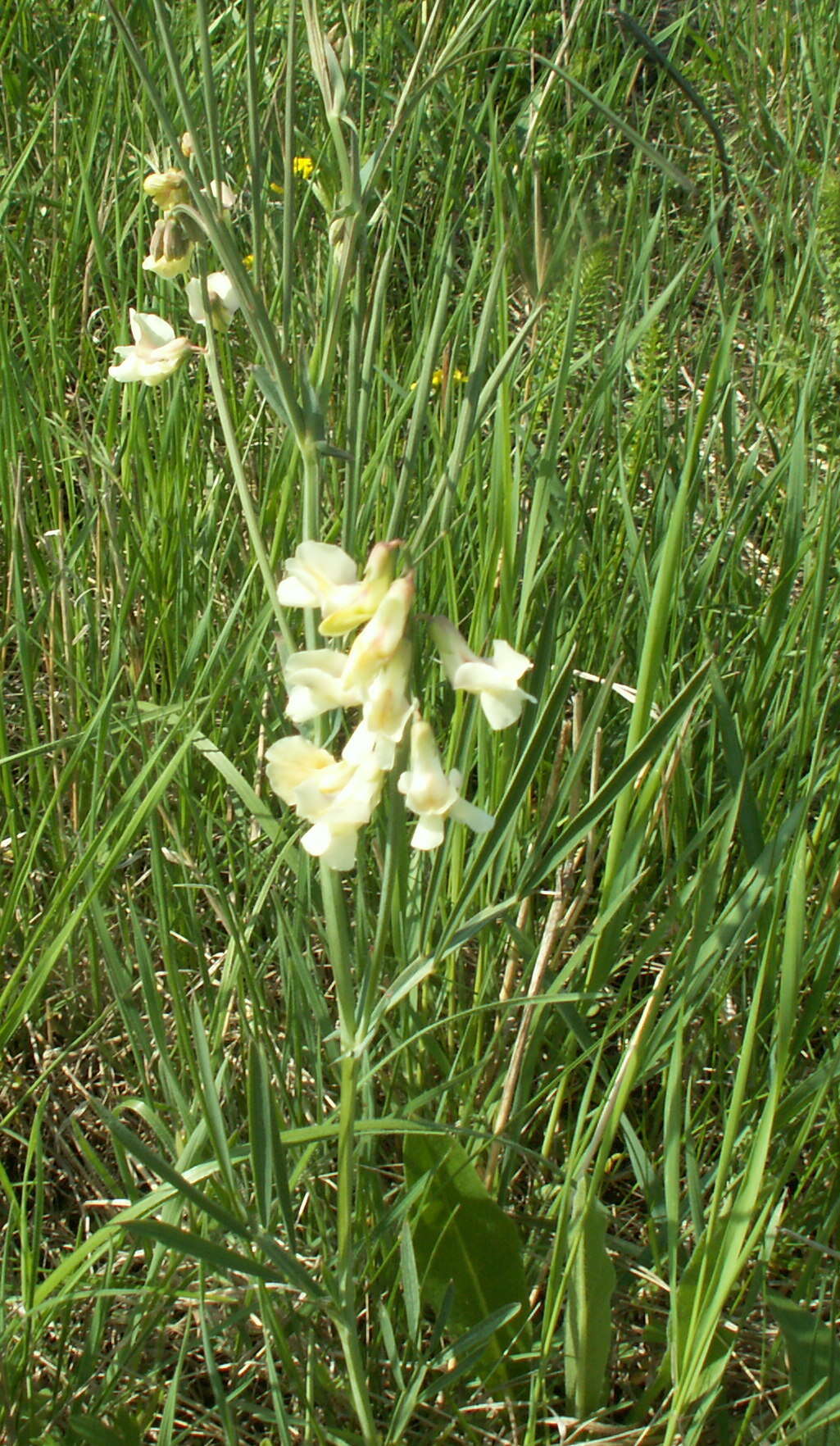 Image of Lathyrus pannonicus subsp. collinus (J. Ortmann) Soo