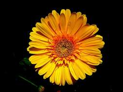 Image of Transvaal daisy