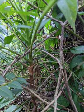 Image of Ailanthus triphysa (Dennst.) Alston