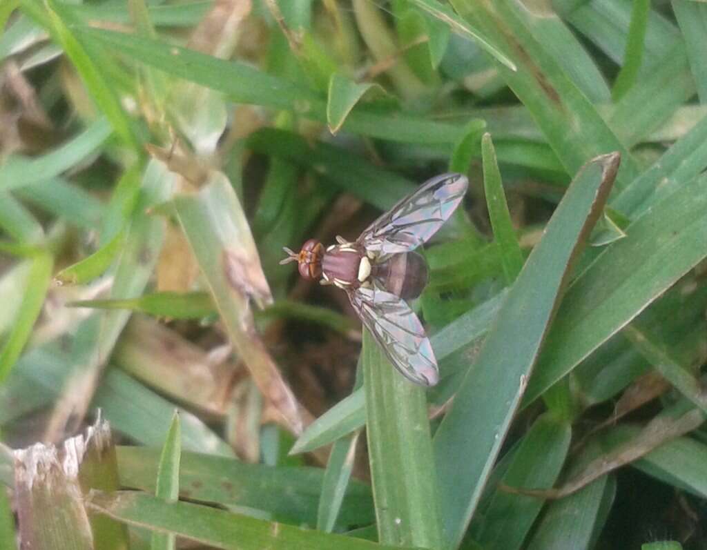 Image of Fruit fly