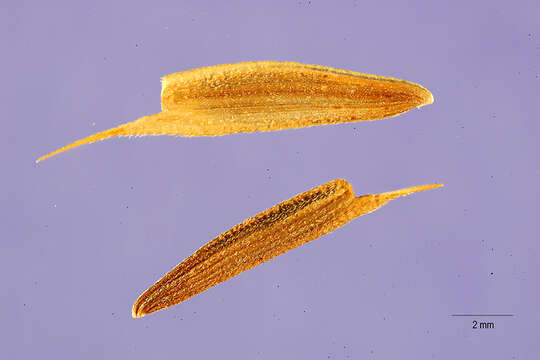 Image de Zinnia peruviana (L.) L.