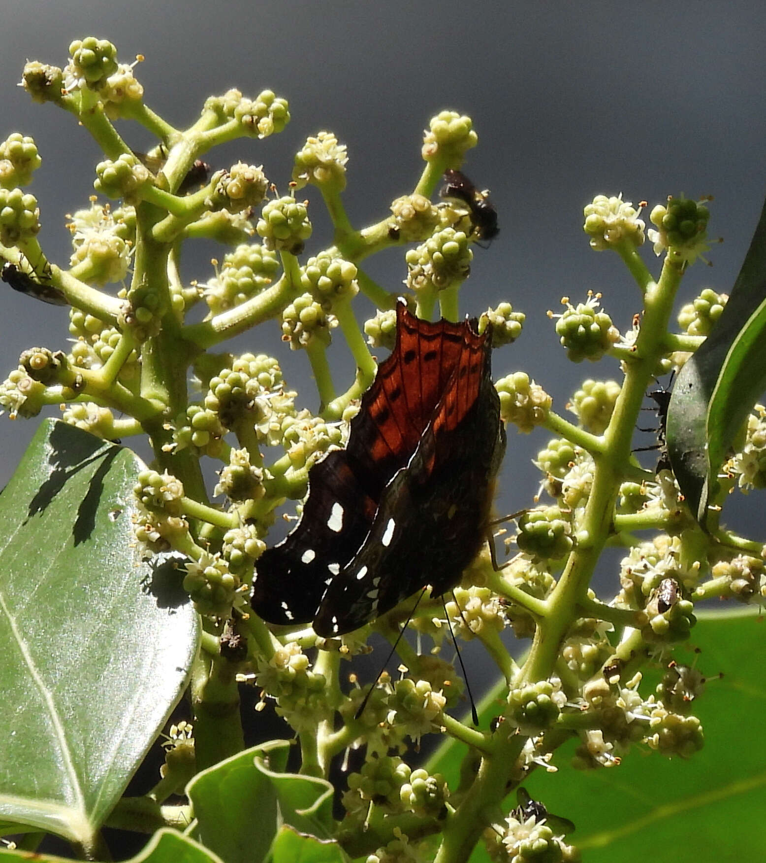 Imagem de Hypanartia trimaculata