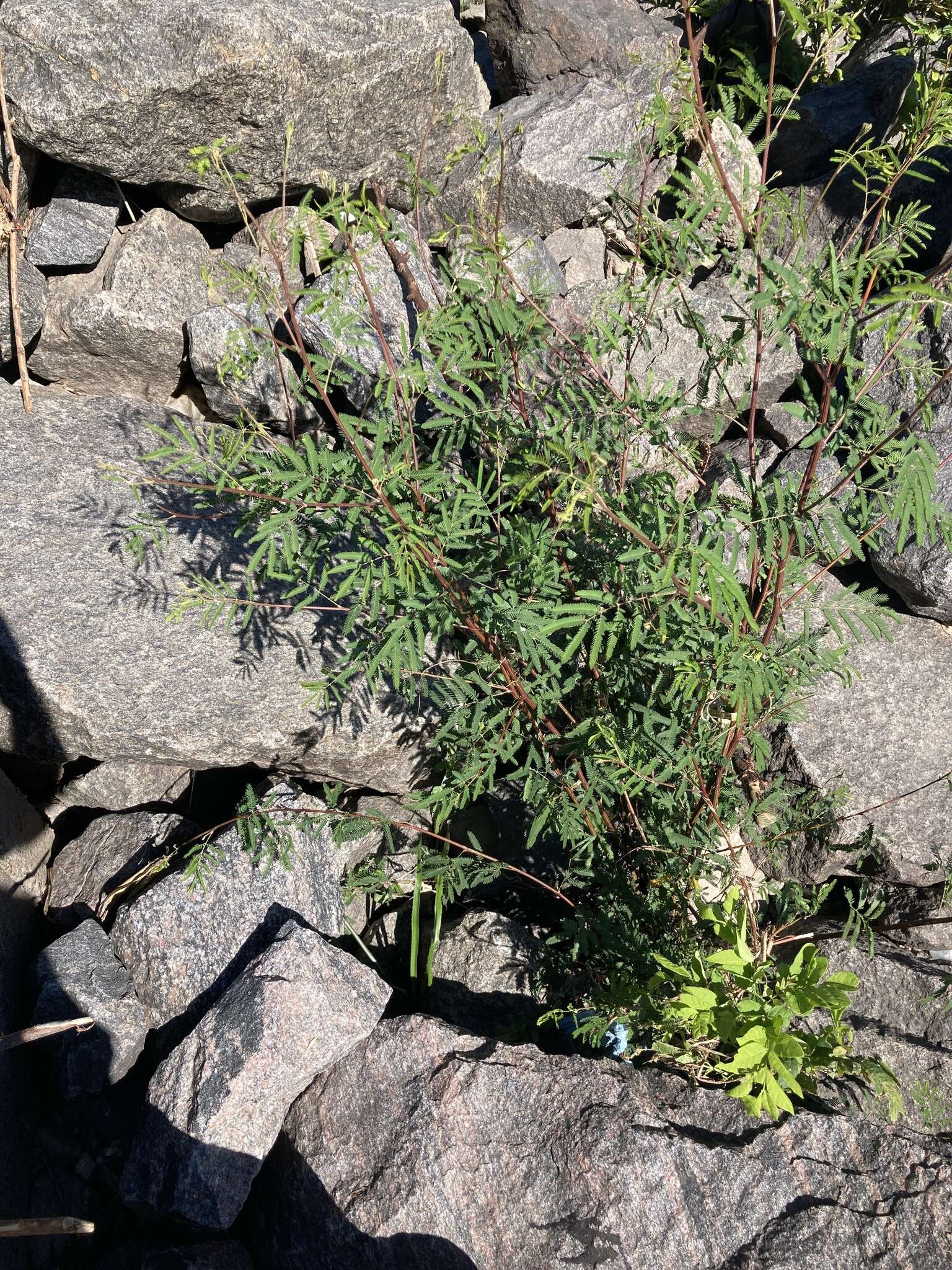 Image of Mimosa bonplandii Benth.