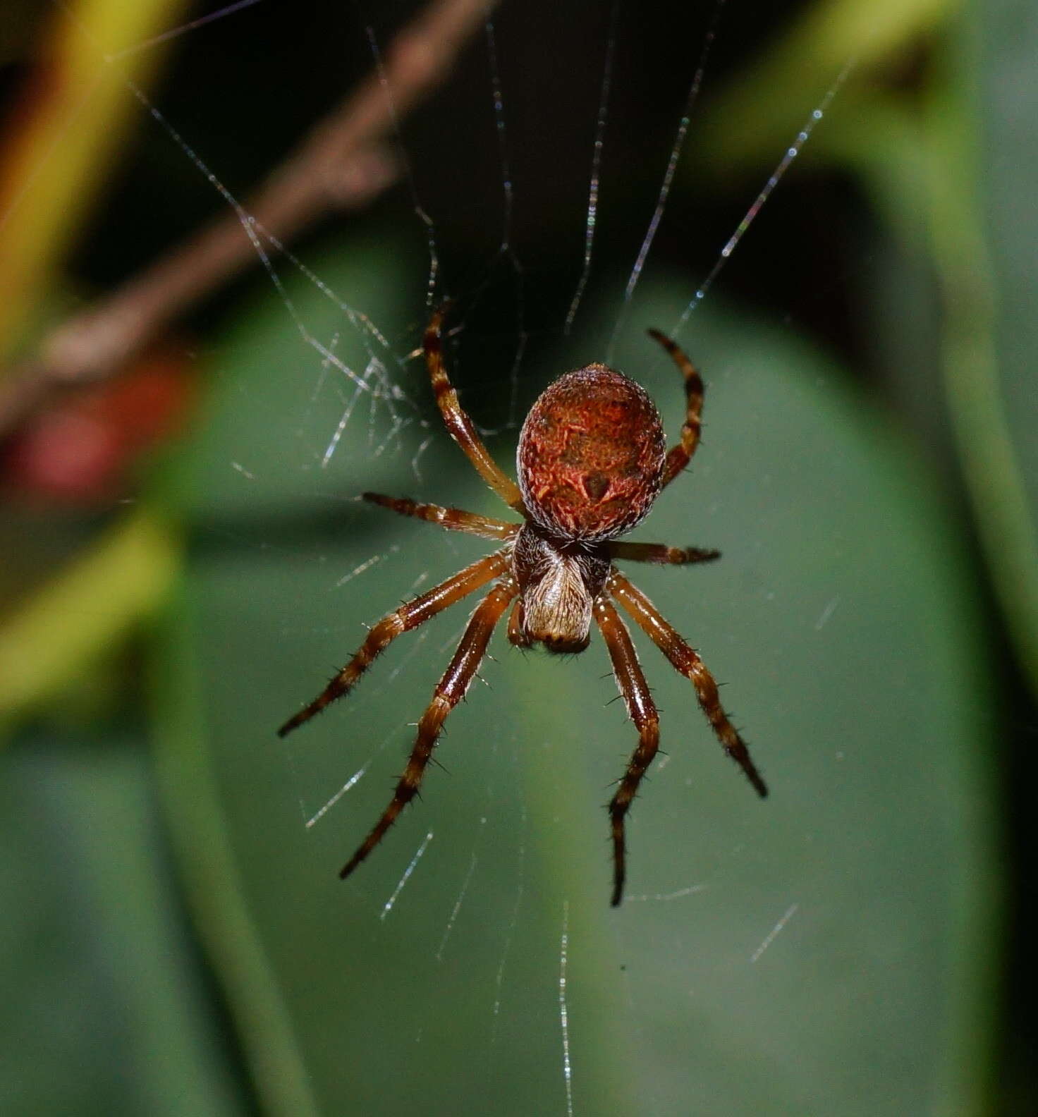 Image of Salsa brisbanae (L. Koch 1867)