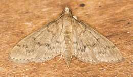 Image of Grass webworm