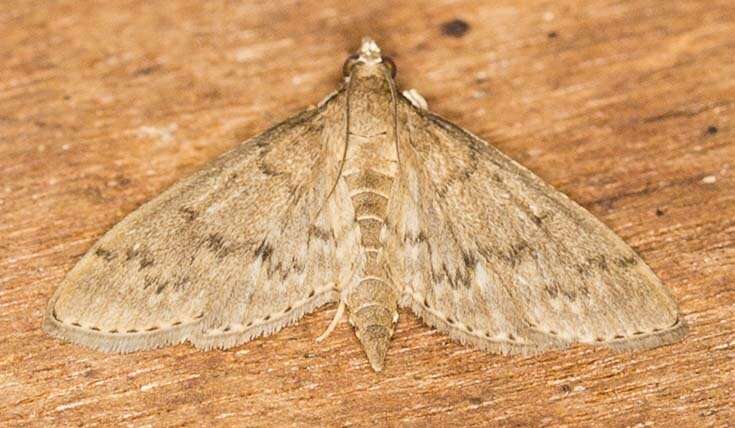 Image of Grass webworm