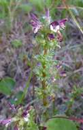 Image of Small-Flower Lousewort