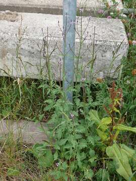 Image of herb of the cross