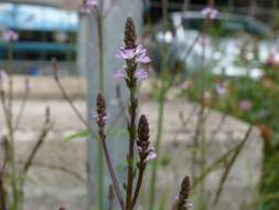 Image of herb of the cross